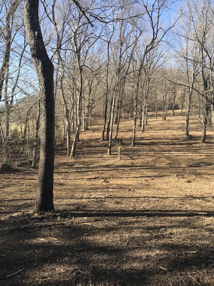 Same Jefferson County property cleared with park-like finish