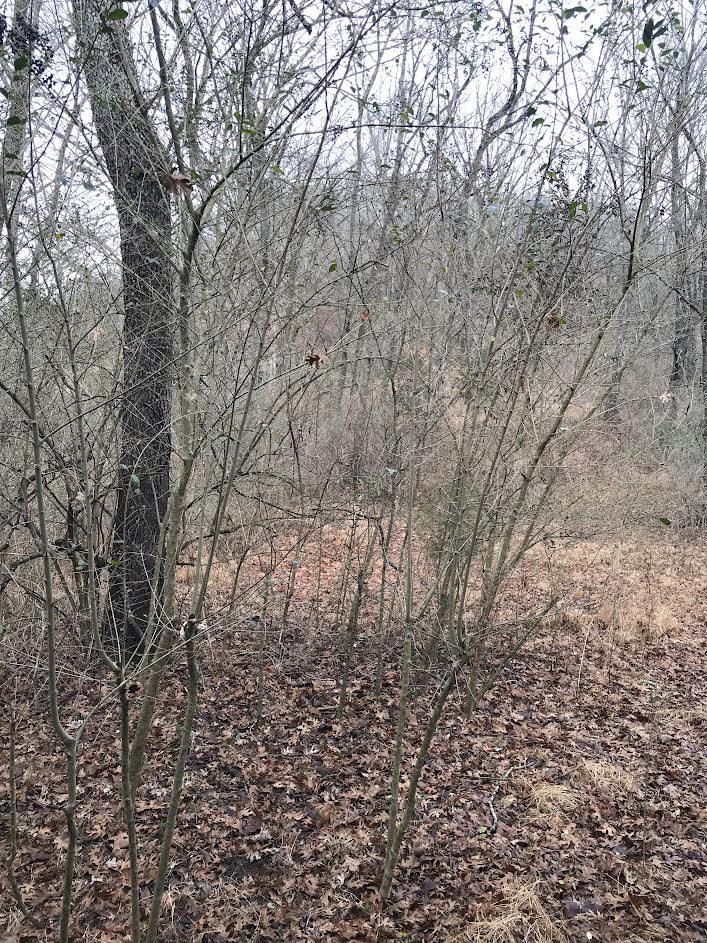 Overgrown 7-acre property in Jefferson County before forestry mulching